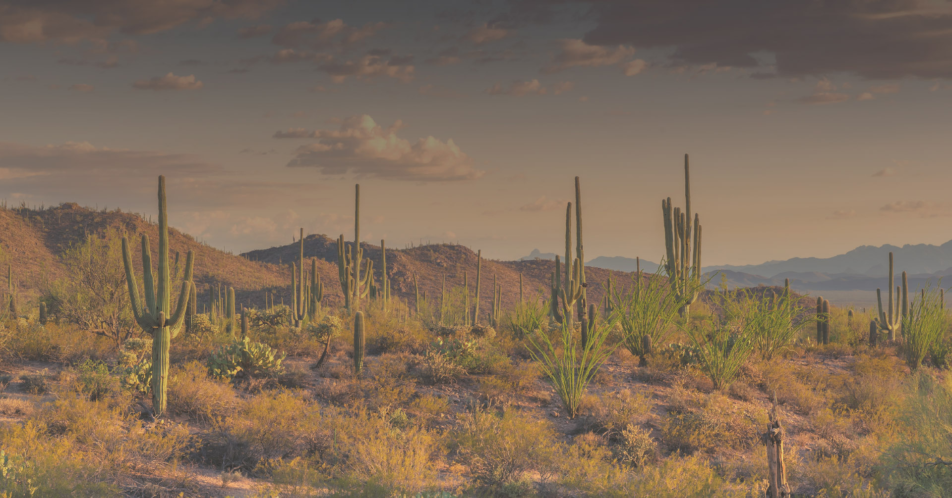 Mexican desert